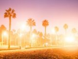 palm trees on the beach during sunset